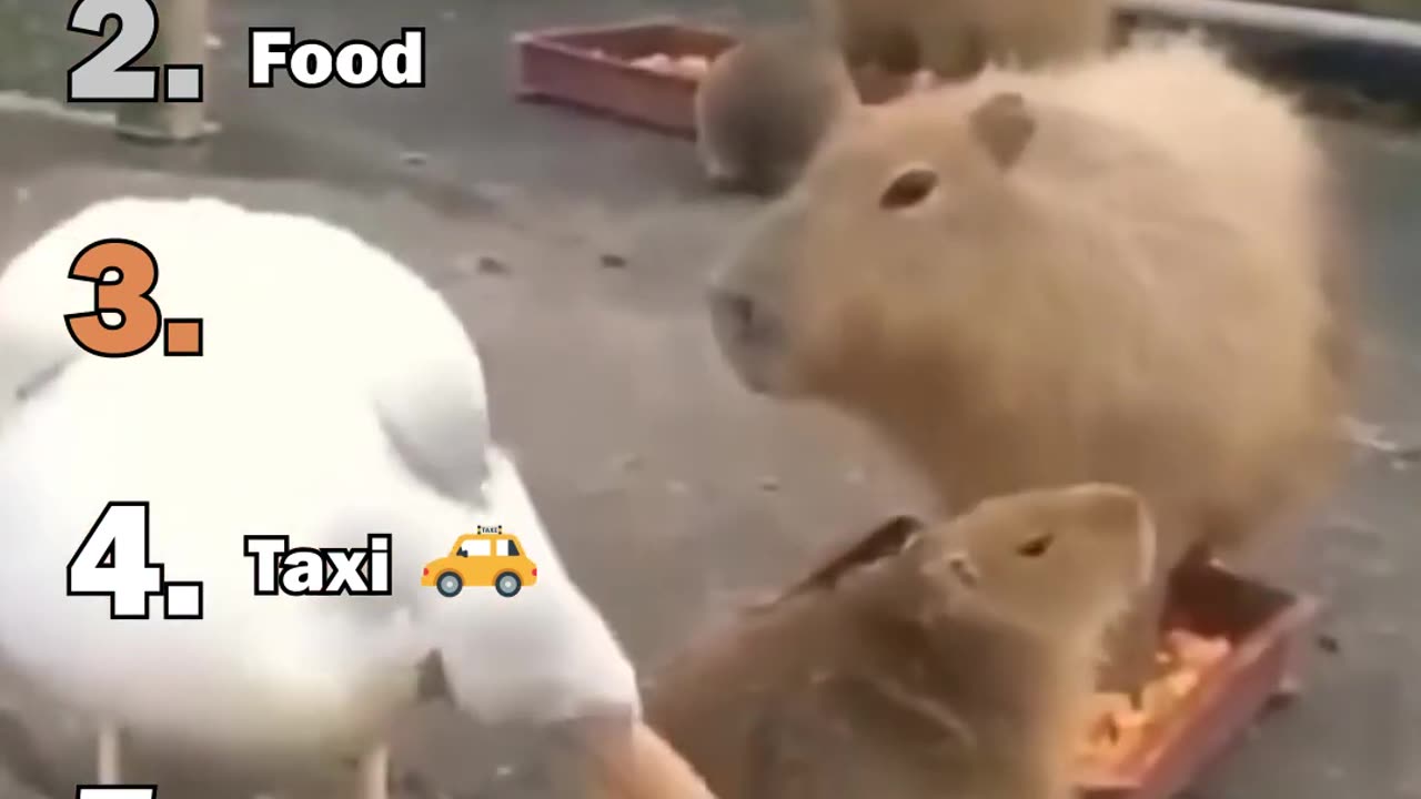 Ranking The Best Capybara Moments