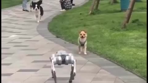Dog reacting to a robot dog