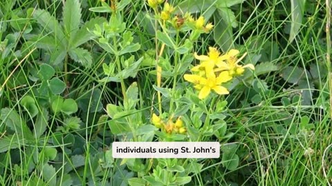 Discover The Incredible Benefits Of St Johns Wort For Body And Mind