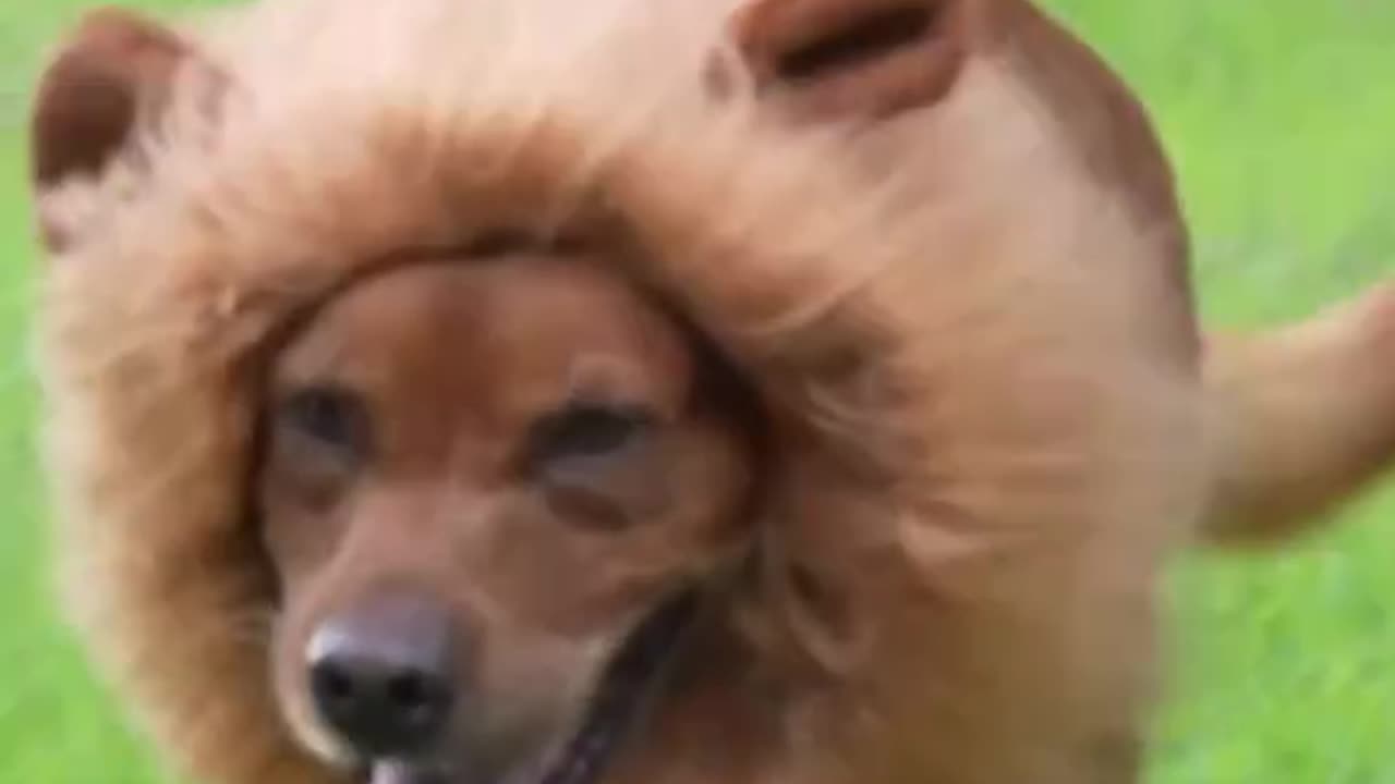 Está como raro ese león