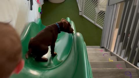 Boy Plays On Slide With Puppy Best Friend