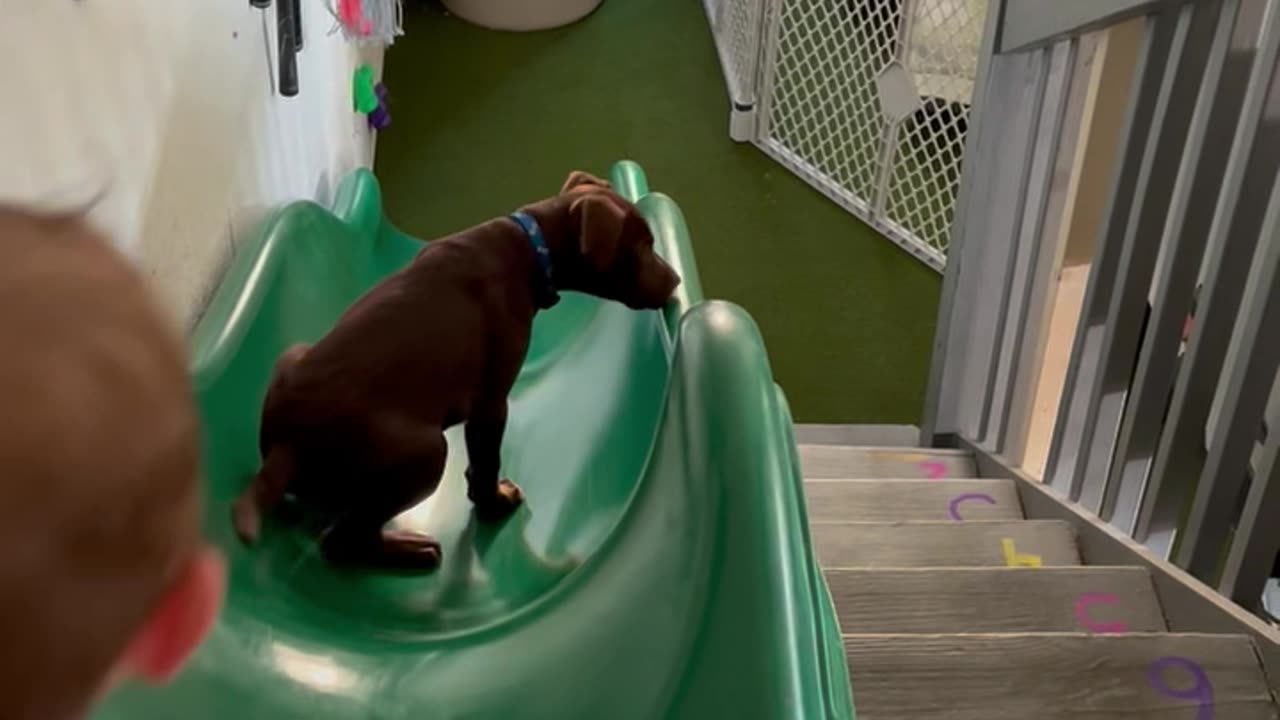 Boy Plays On Slide With Puppy Best Friend