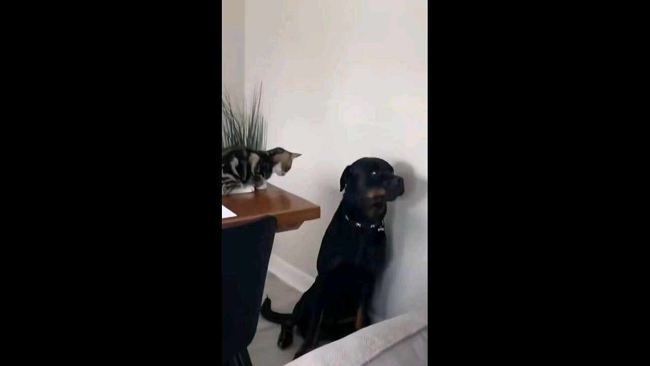 cat love dog