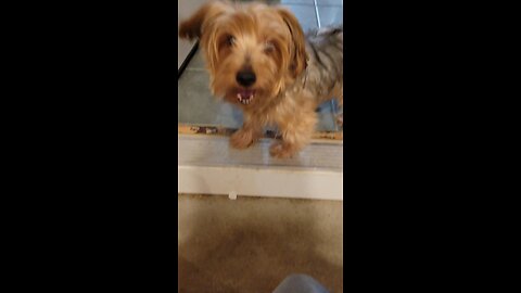 Batman & Chewy -- Be Our Guest! Be Our Guest! #yorkies #funnydogs