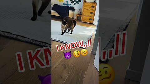 Top talking cats moments