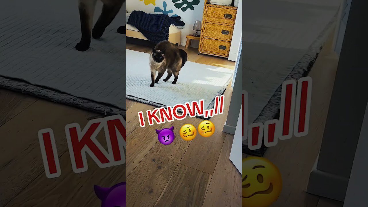 Top talking cats moments