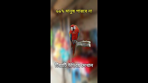 টিয়া পাখিটি উড়িয়ে দেখান #viral #challenge