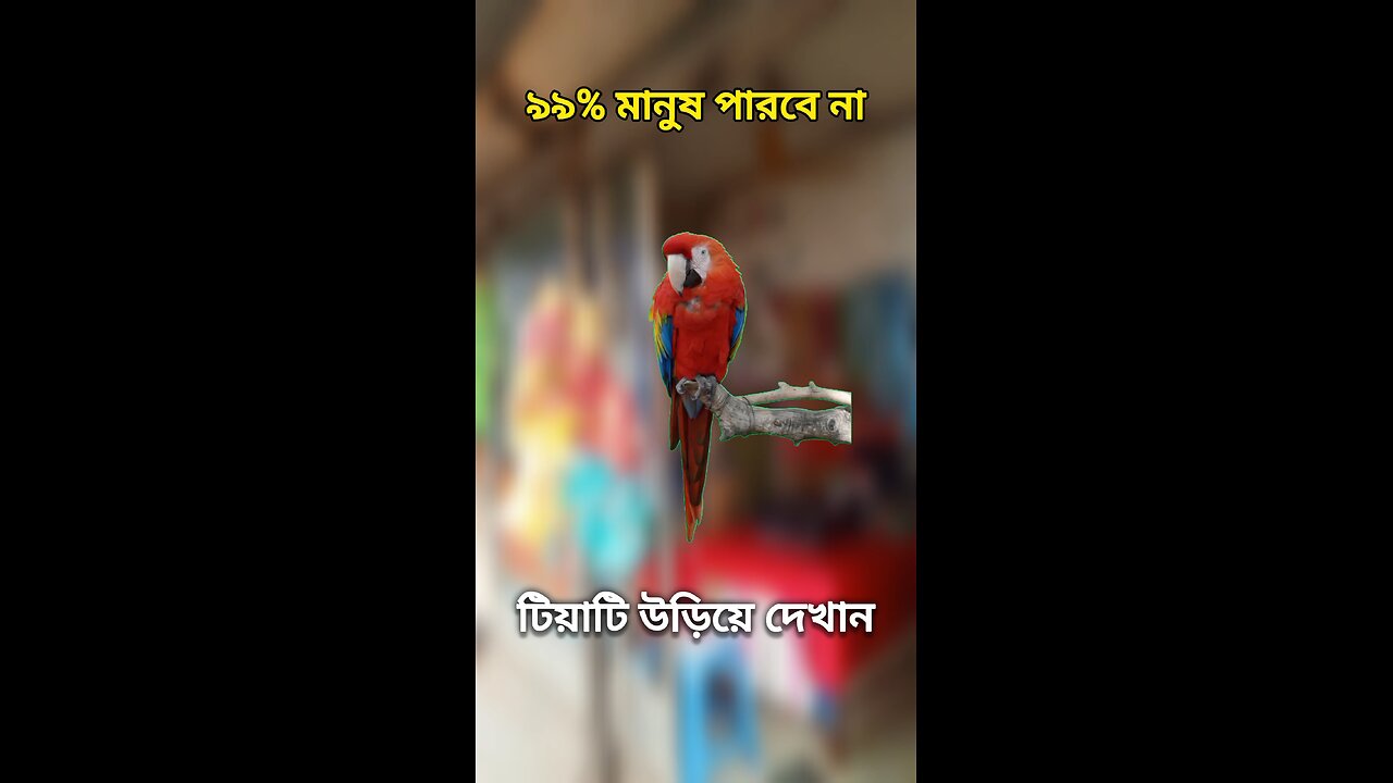 টিয়া পাখিটি উড়িয়ে দেখান #viral #challenge
