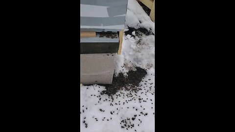 🐝What DA F is Goin on wit DA BEEs 🐝❄️