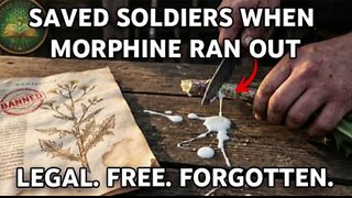 Used for 2,000 Years, Erased in a Decade: The Painkiller They Don't Want You Growing