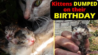 Newborn Kittens Dumped With Their Mom 💔 | Truly Heartbreaking Rescue 4k