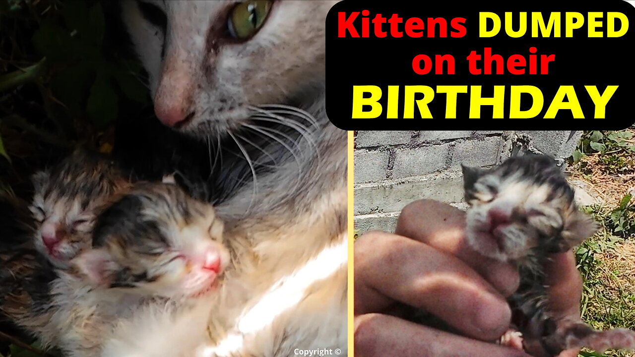 Newborn Kittens Dumped With Their Mom 💔 | Truly Heartbreaking Rescue 4k