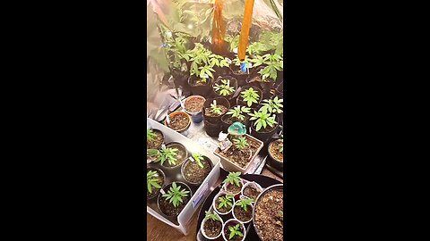 Autoflowers