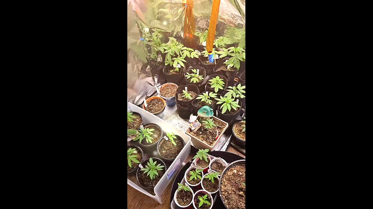 Autoflowers