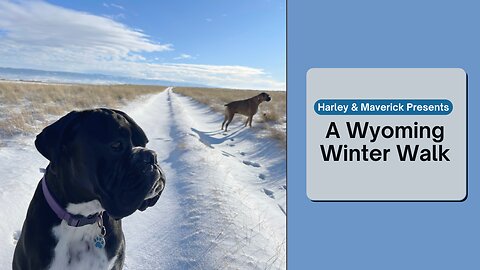 A Wyoming Winter Walk with 2 Boxer Pups - Harley & Maverick