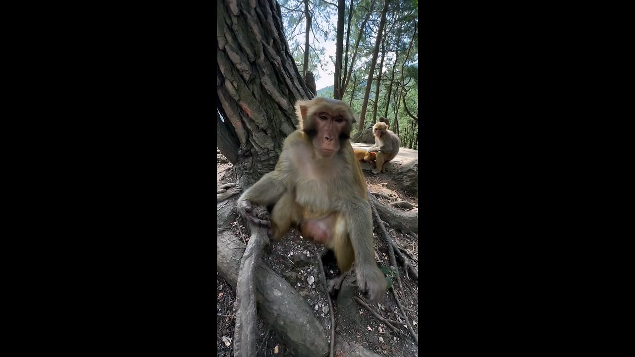 Monkey