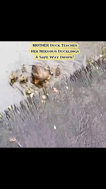 MOTHER Duck Teaches Her Nervous Ducklings A Safe Way Down? 🦆🐥🌟