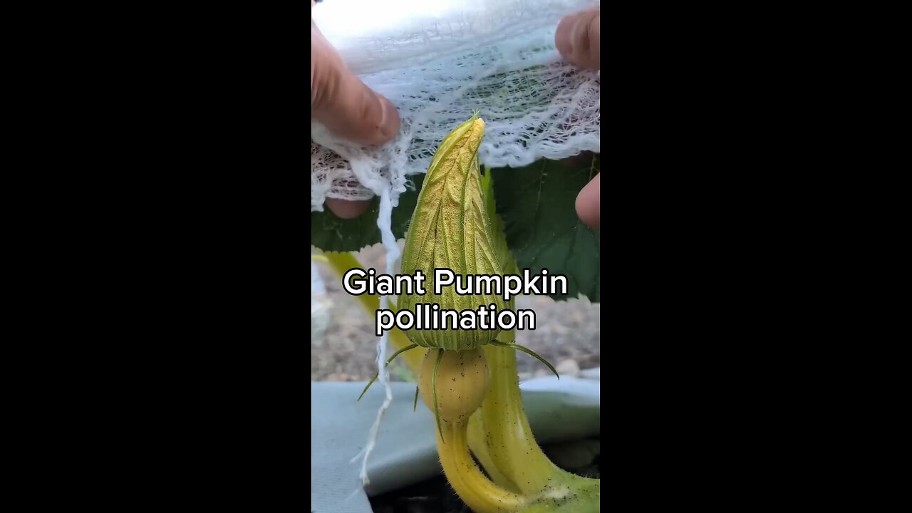 Giant Pumpkin