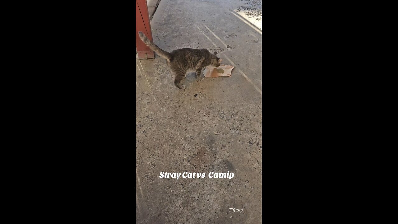 Stray Cat vs Catnip, OMG. 🙂😀🙃😎💎🐈