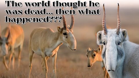 Saiga Antelope Animal | Saiga Antelope Documentary | Hindi Wildlife Documentary