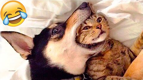 Funny cat/dog Part 4
