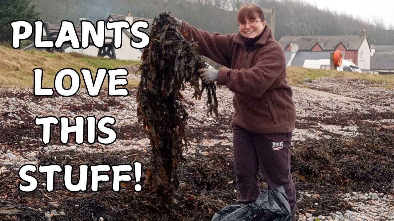 Spectacular Seaweed & Perilous Pruning! | UK Allotment Gardening