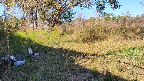 Guinea Fowl 9 week update