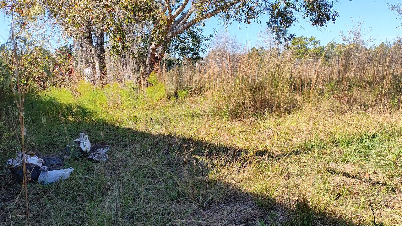 Guinea Fowl 9 week update