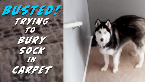 Husky Steals a Sock and Tries to Bury It—Gets Busted! #husky #huskylife