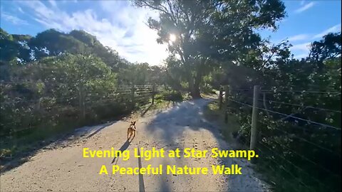 🌿🌅Evening Light at Star Swamp. A Peaceful Nature Walk