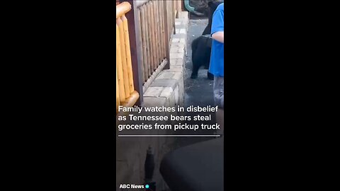Bear steals groceries right off the truck!