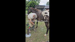 Farrier Service ♥️🐎