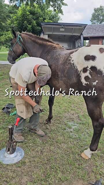 Farrier Service ♥️🐎