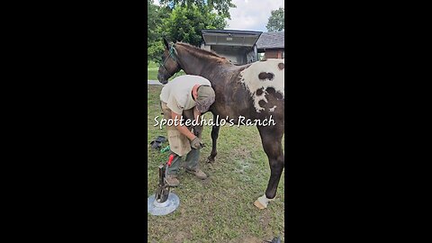 Farrier Service ♥️🐎