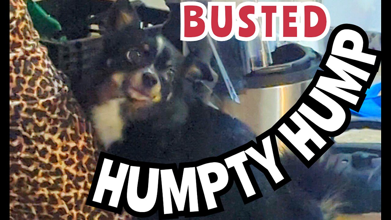 Funny Reaction By 'Dog' Caught On Camera Humping It's Owners Leg