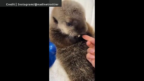 The Moment rescued baby sea otters saw snow for the first time