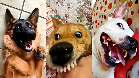 “Funny Dogs 2025 🤣 Try Not to Laugh Challenge – 99.9% Fail! | Hilarious Puppy Videos on Rumble”