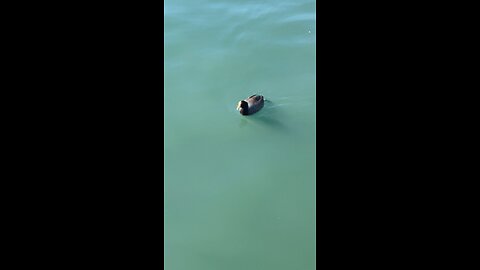 Coot #swimming #coot #followme #shorts #viral #trending