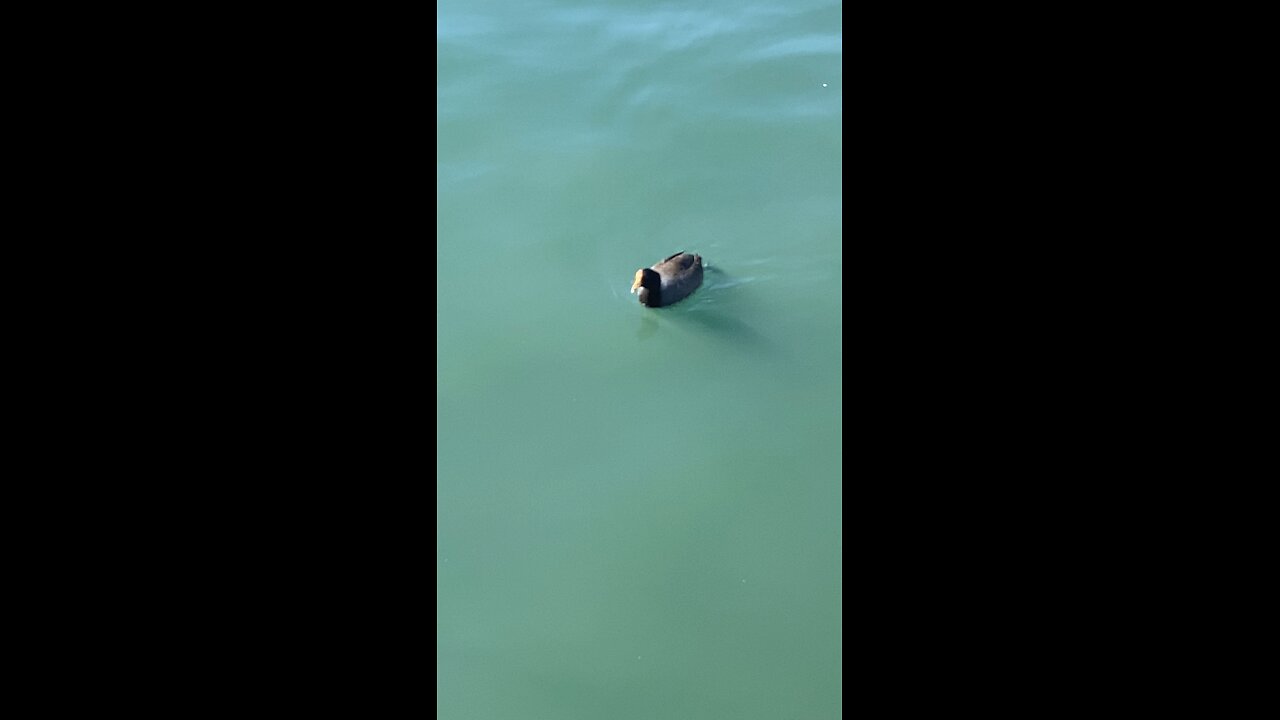 Coot #swimming #coot #followme #shorts #viral #trending