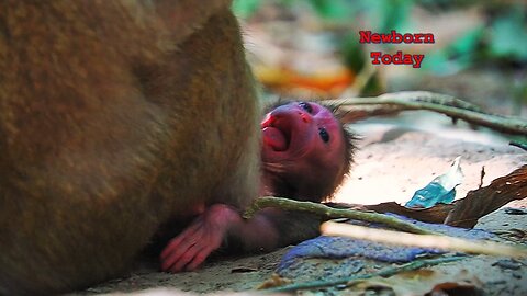 OMG, BABY Monkey Newborn Of Mom GIGI Screaming Loudly