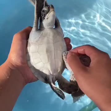 Washing baby turtles
