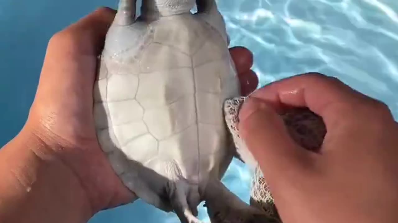 Washing baby turtles