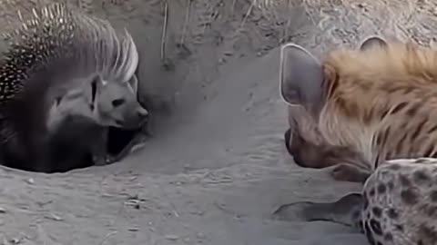 Hyena vs Porcupine