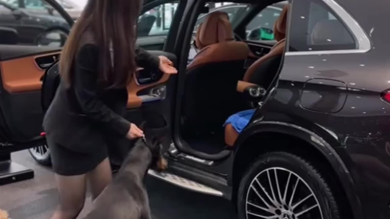 Funny Dog Compilation