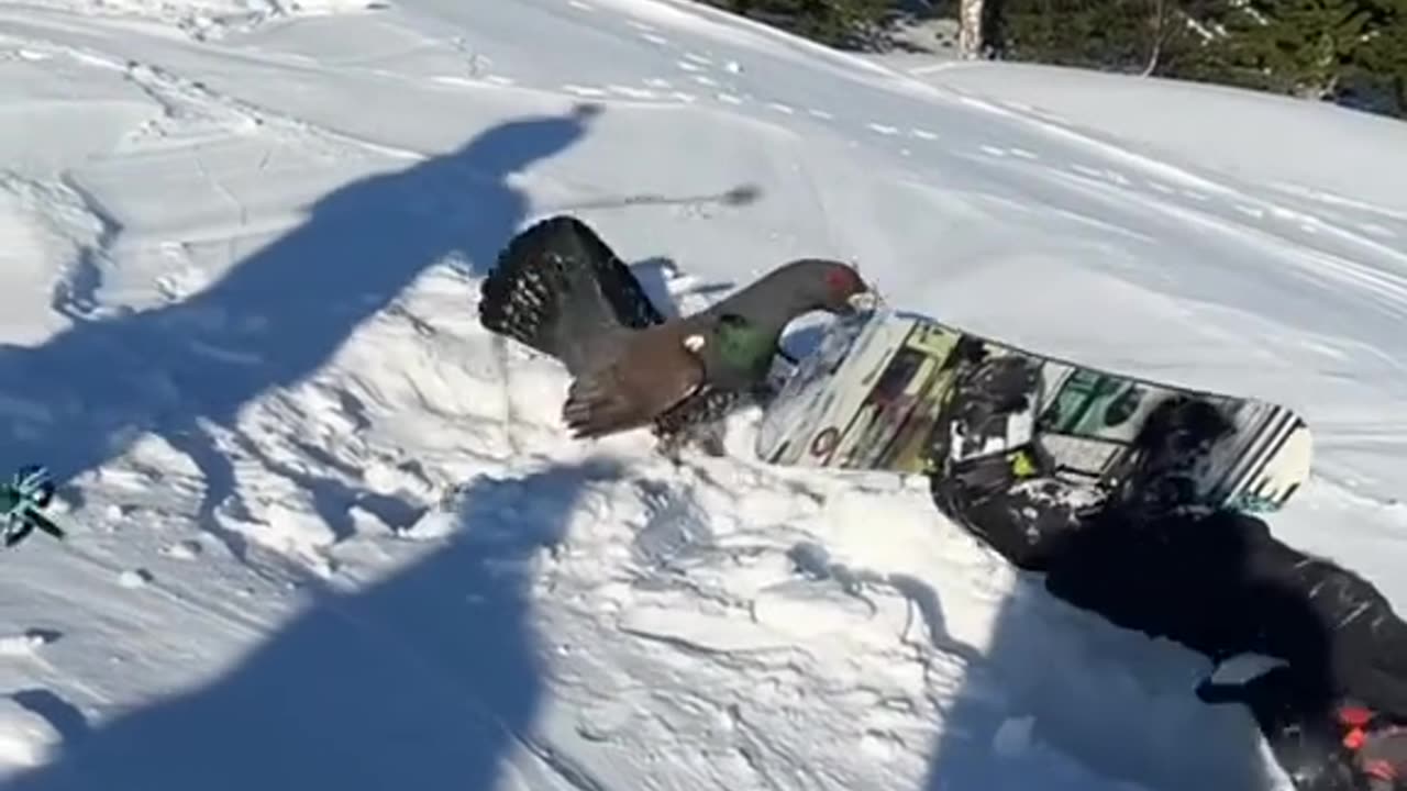 Bird messing with snow boader