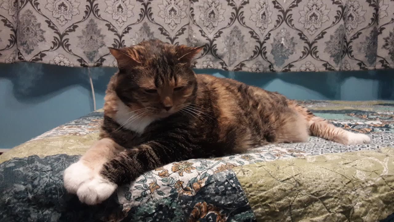 The Most Relaxed Cat Ever 💤🐾