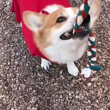 Super Corgi Fails