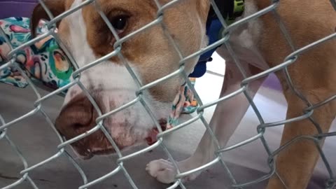 Kuma 1y Pet Id 948375 kennel 24 HSSAZ shelter kinda surprised today, Kuma near throughout20251107980