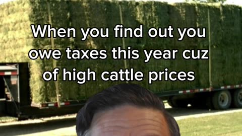 Cattle meme