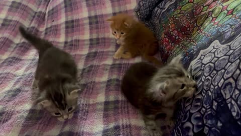 Three frisky Maine Coon Kittens